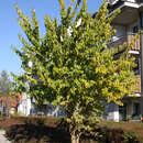 Maclura pomifera - Osagedorn
