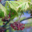 Acer japonicum 'Aconitifolium': Bild 2/7