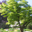 Acer shirasawanum 'Aureum': Bild 6/6
