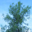 Acer saccharinum 'Born's Gracious': Bild 4/5