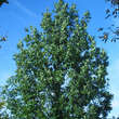 Quercus frainetto: Bild 4/4