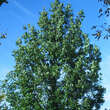Quercus frainetto: Bild 4/4
