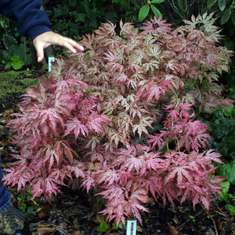 Japanischer Fächerahorn Acer palmatum 'Aka shigitatsu sawa'