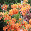 Azalea Großblumig - orange: Bild 6/8