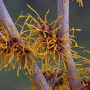 Hamamelis intermedia 'Jelena' - Zaubernuss