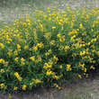 Hypericum 'Buttercup': Bild 2/2