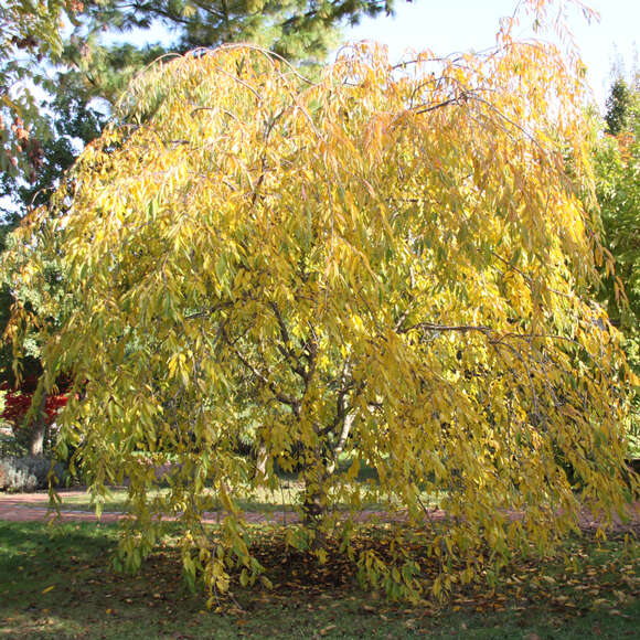 Prunus pendula 'Pendula Rubra': Bild 6/11 Prunus pendula 'Pendula Rubra': Bild 6/11