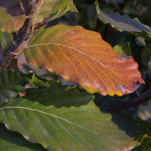 Fagus sylvatica 'Latifolia': Bild 3/4 Fagus sylvatica 'Latifolia': Bild 3/4
