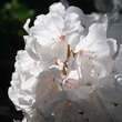 Rhododendron Hybride - weiß PG2: Bild 3/3