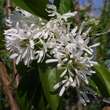 Chionanthus retusus: Bild 2/12