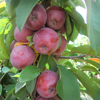 Malus 'Maypole': Bild 5/7
