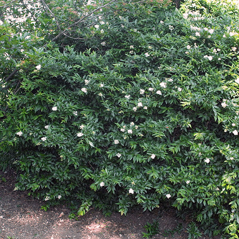 wild philodendron Buy Philodendron Emerald Red in Trellis main image 0