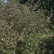 Cornus alba: Bild 10/11