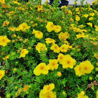 Potentilla fruticosa 'Sommerflor'