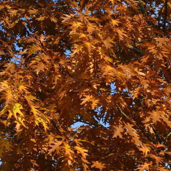Quercus rubra: Bild 4/8