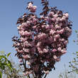 Prunus serrulata 'Royal Burgundy': Bild 5/5
