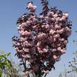 Prunus serrulata 'Royal Burgundy': Bild 5/5
