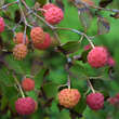 Cornus kousa chinensis: Bild 7/10