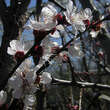 Prunus armeniaca 'Ananas Marille': Bild 2/2