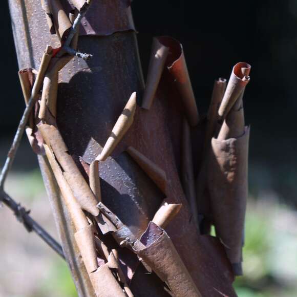 Acer griseum: Bild 6/9 Acer griseum: Bild 6/9