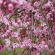 Prunus pendula 'Pendula Rubra': Bild 3/11