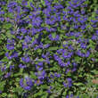 Caryopteris clandonensis 'Grand Bleu': Bild 6/6