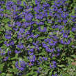 Caryopteris clandonensis 'Grand Bleu': Bild 6/6