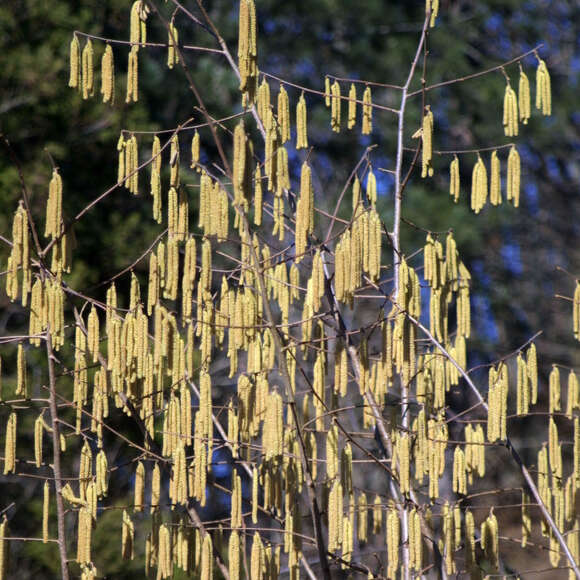 Corylus avellana: Bild 3/8 Corylus avellana: Bild 3/8