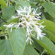 Chionanthus retusus: Bild 3/12