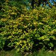 Kerria japonica 'Pleniflora': Bild 3/4