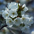 Prunus yedoensis: Bild 3/4