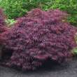 Acer palmatum 'Crimson Queen': Bild 2/7