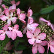 Viburnum plicatum 'Molly Schröder': Bild 2/3