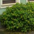 Hypericum inodorum 'Elstead': Bild 5/8