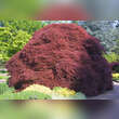 Acer palmatum 'Ornatum' H150+: Bild 5/6