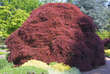 Acer palmatum 'Ornatum': Bild 5/6