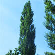 Populus nigra 'Italica': Bild 2/3