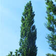 Populus nigra 'Italica': Bild 2/3