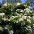 Hydrangea anomala petiolaris: Bild 3/5
