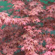 Acer palmatum 'Shin-deshojo': Bild 6/6