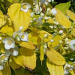 Philadelphus coronarius 'Aureus': Bild 2/7