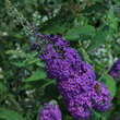 Buddleja davidii 'Operette': Bild 3/3