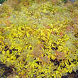 Spiraea japonica 'Anthony Waterer': Bild 4/5