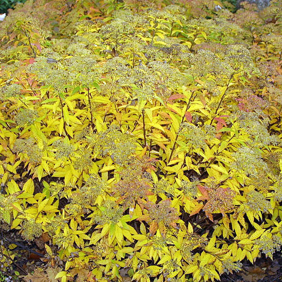 Spiraea japonica 'Anthony Waterer': Bild 4/5 Spiraea japonica 'Anthony Waterer': Bild 4/5