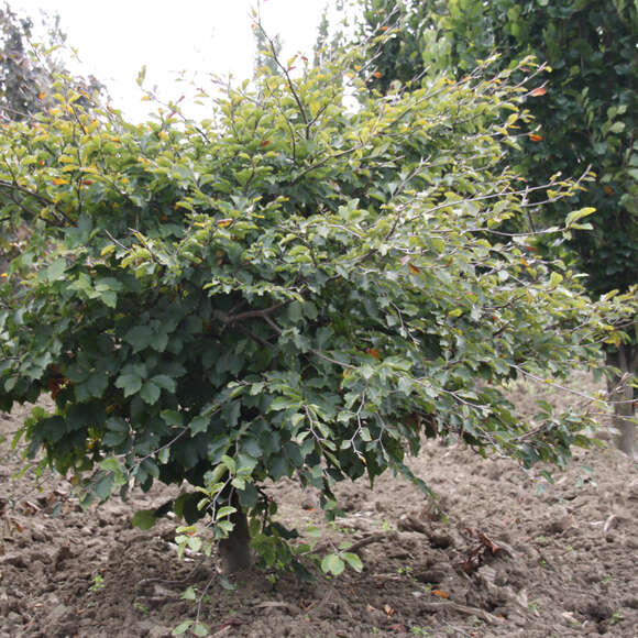 Fagus sylvatica 'Tortuosa': Bild 3/4 Fagus sylvatica 'Tortuosa': Bild 3/4