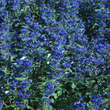 Caryopteris clandonensis 'Grand Bleu': Bild 5/6