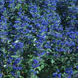 Caryopteris cland. 'Grand Bleu': Bild 5/6