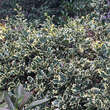 Ilex aquifolium 'Argenteomarginata': Bild 3/7