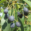 Chionanthus retusus: Bild 7/12