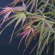 Acer palmatum 'Villa Taranto': Bild 3/6